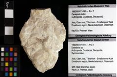 Foto (Objket + Etiketten) von ? Magila sp. 